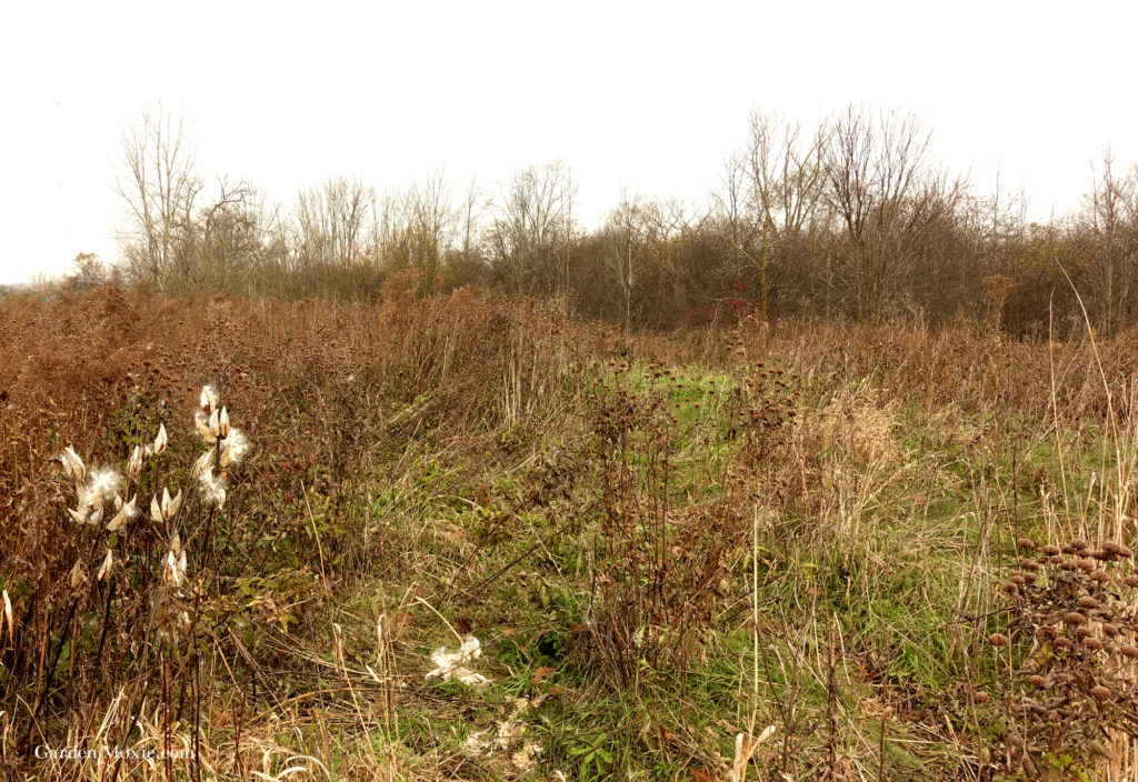 meadow 1
