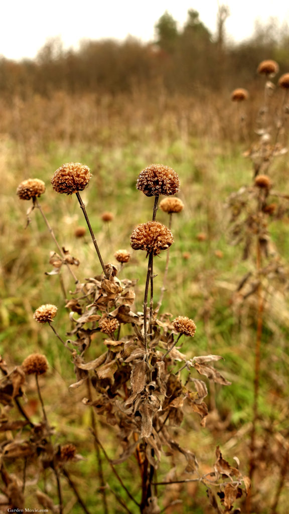 meadow 11