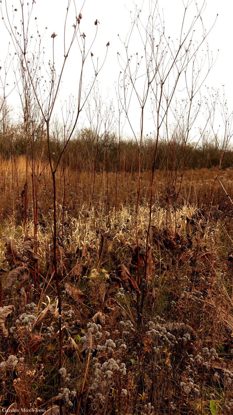 A Walk Through a Michigan Meadow