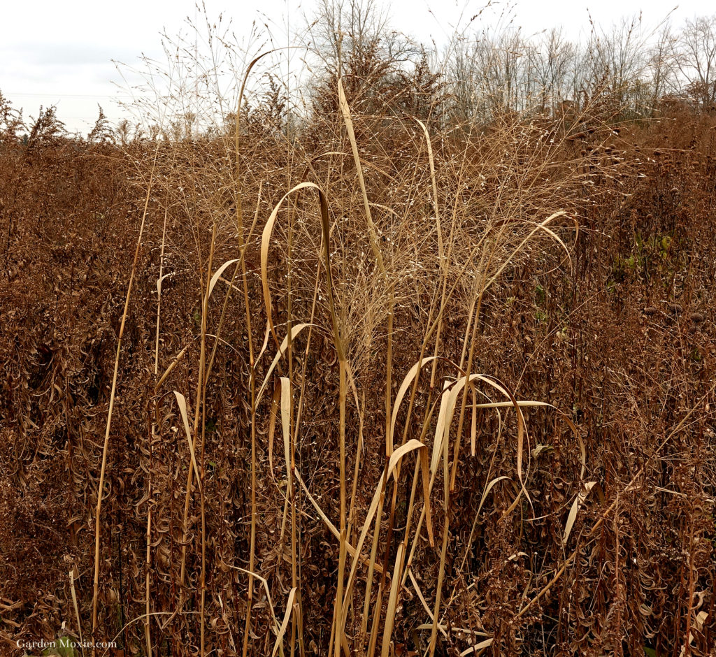 meadow 4