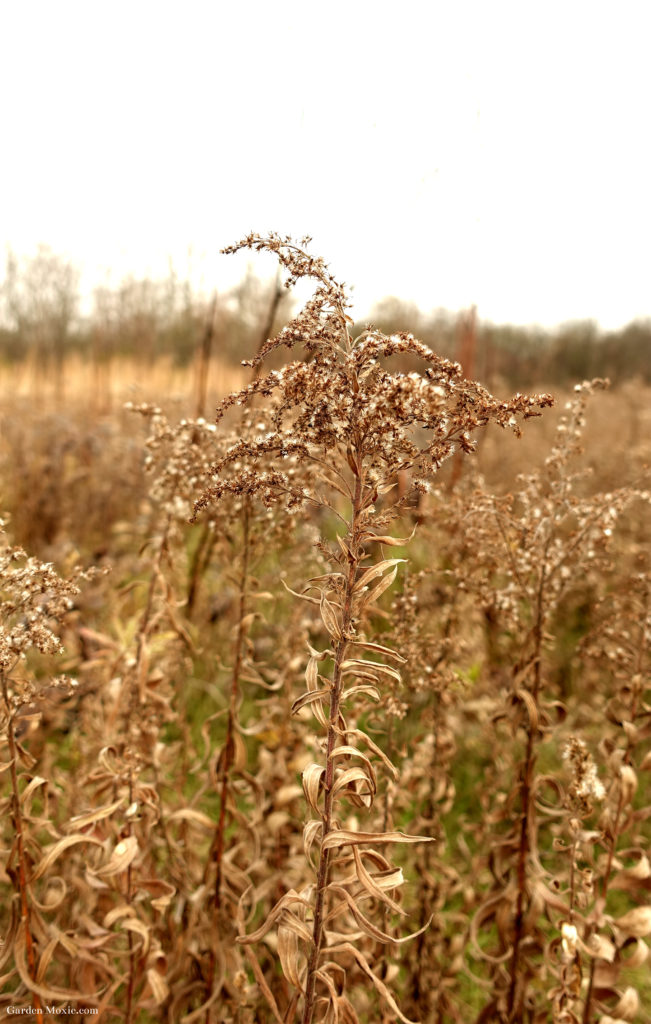 meadow 6