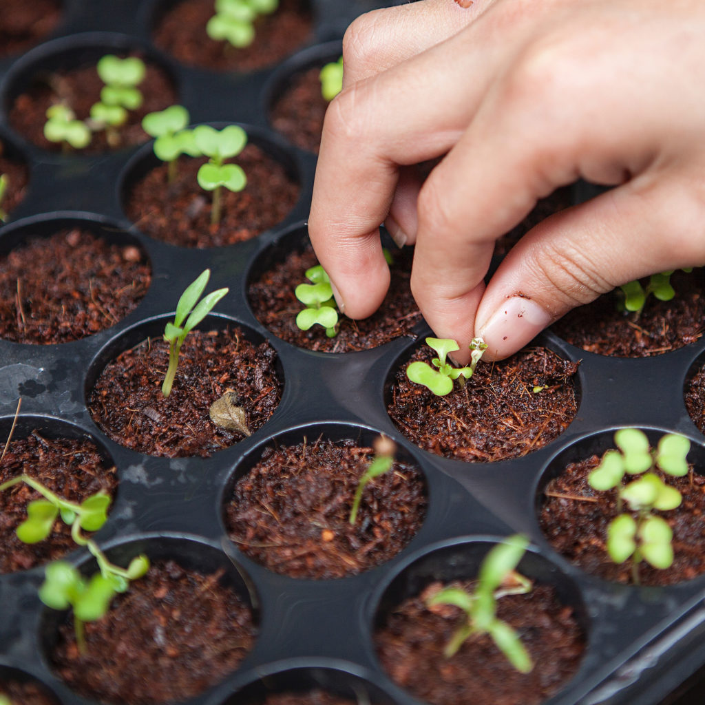 Joshua Lanzarini thinning seedlings 2000px 1