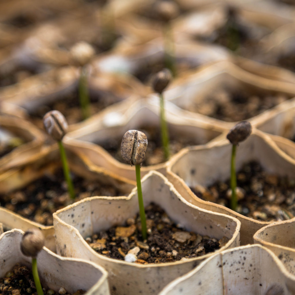 Seedling growing Christian Joudrey unsplash 2000px