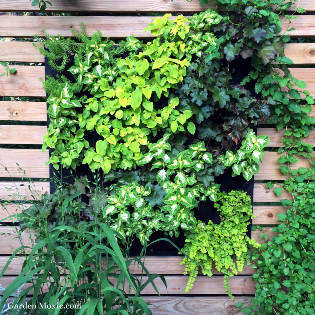 Libertiny garden summer 2019 Annas vertical garden 2000px