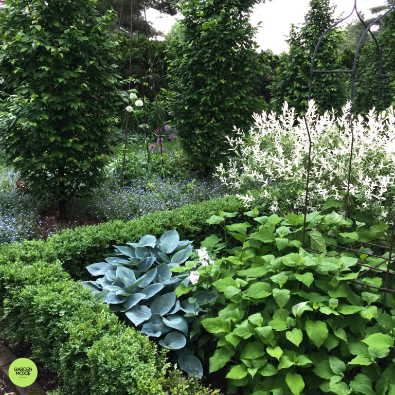 Installing a Hornbeam Hedge