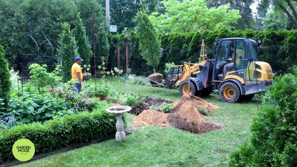 Garden installing hornbeam 1