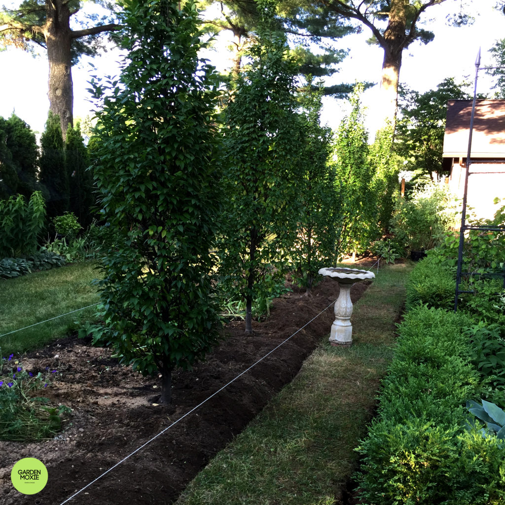 Garden installing hornbeam 2