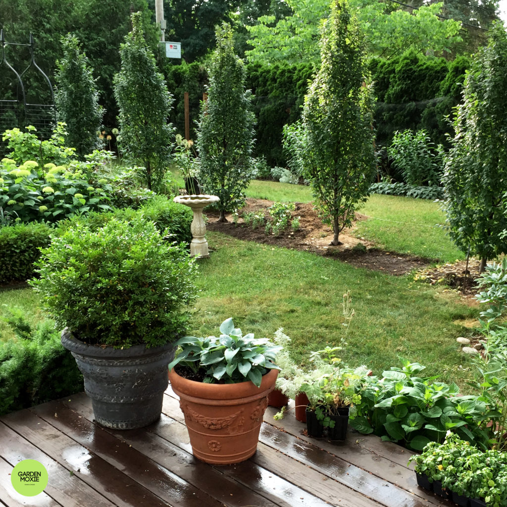 Garden installing hornbeam 3