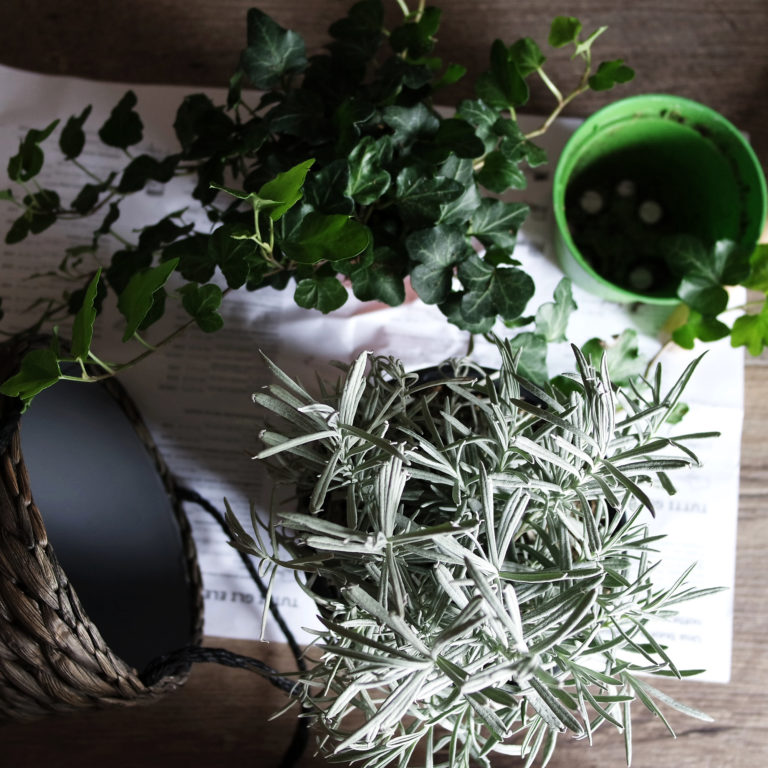 The February Garden To-Do List