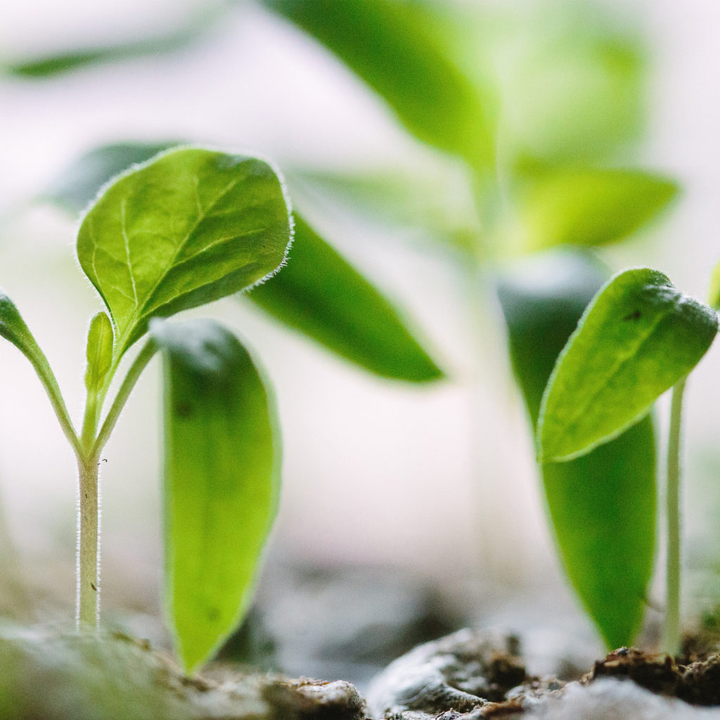 Baby plant unsplash francesco gallarotti v2 2000px