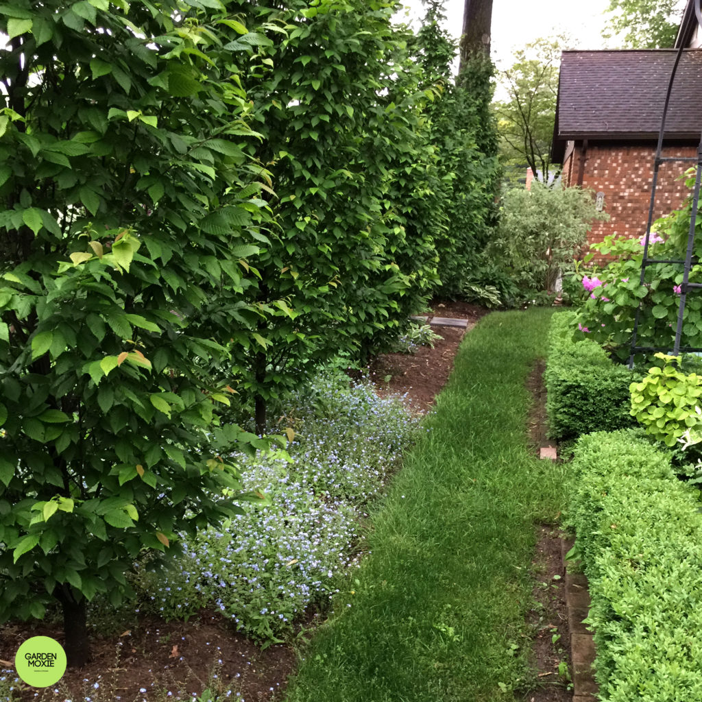 Garden after hornbeam 4