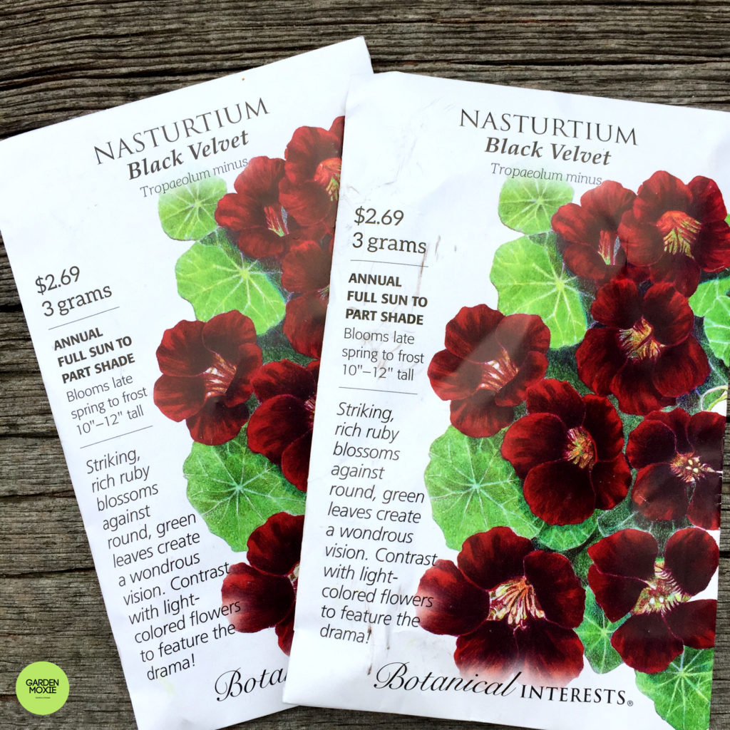 Black velvet nasturtium 2000px