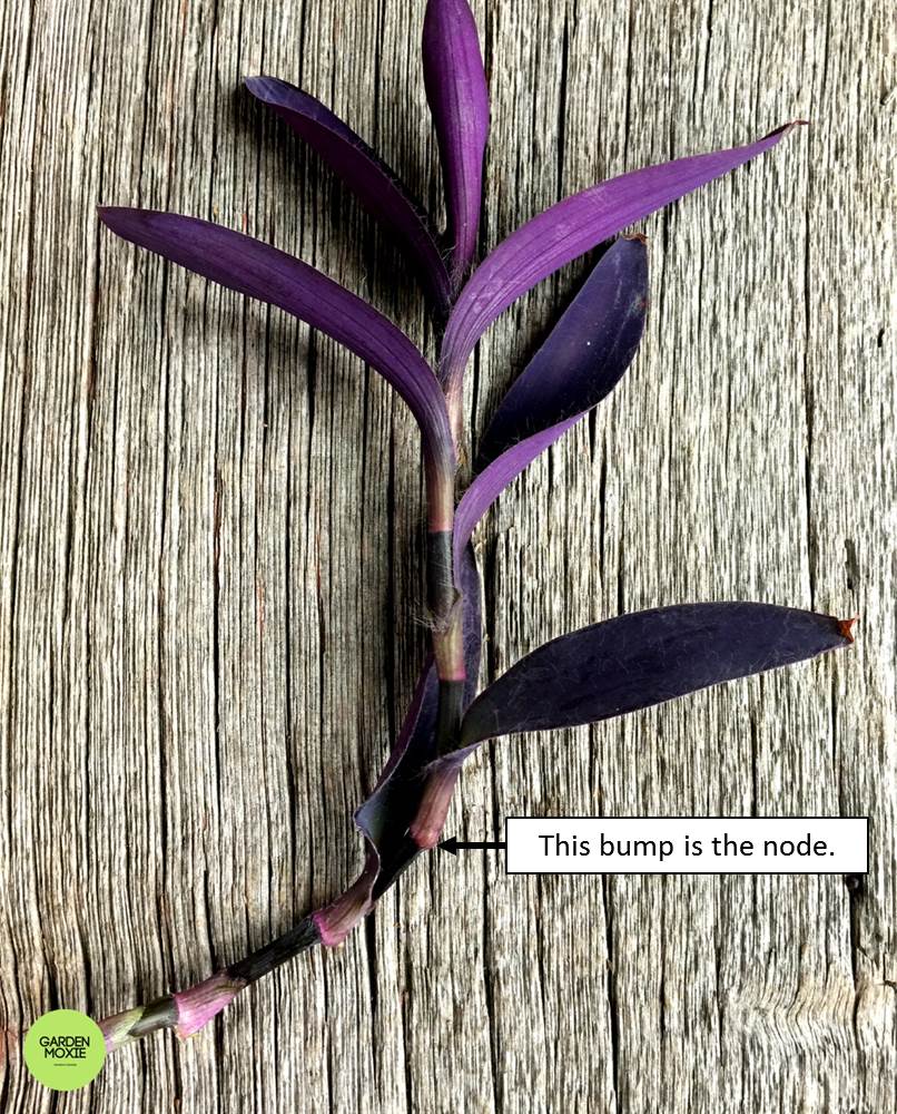 Stem node