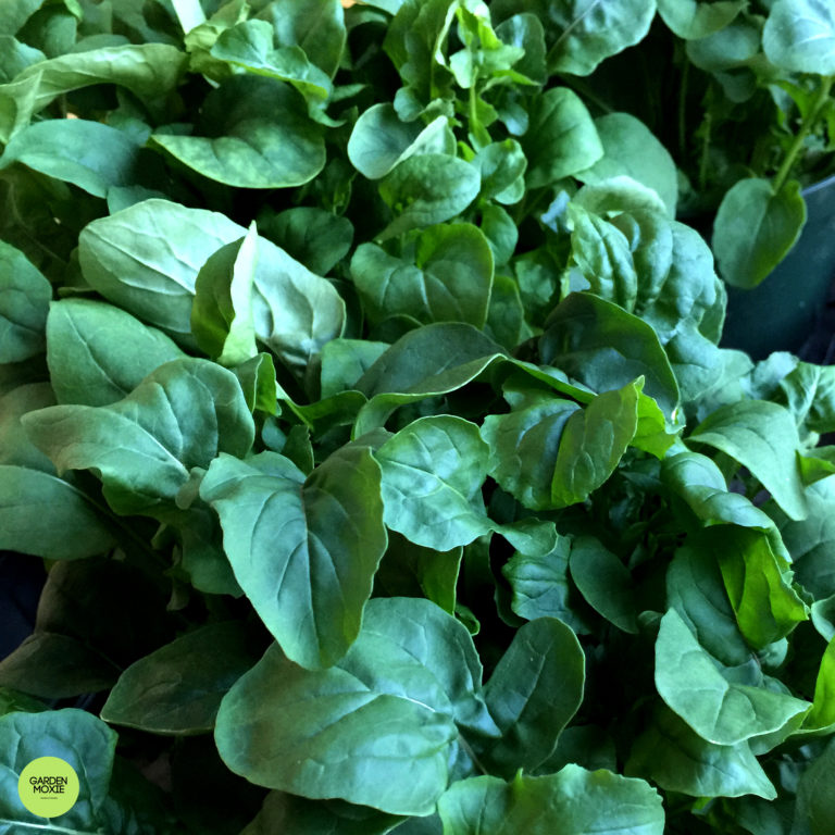 I Grew Arugula Indoors – This is What I Learned