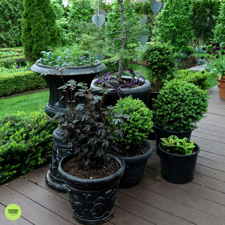 The June Garden To-Do List