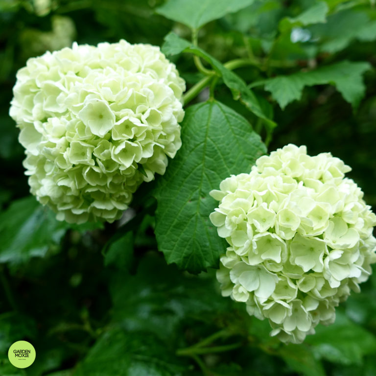 What’s the Best Viburnum for Your Garden?
