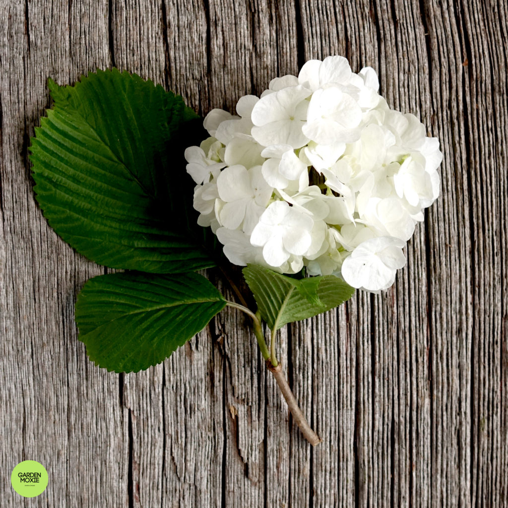 Viburnum plicatum 2 2000px