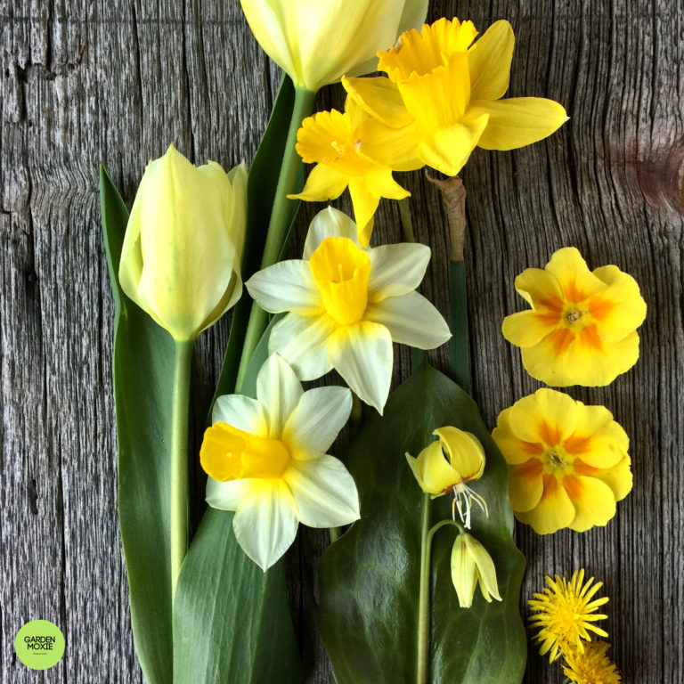 The May Garden To-Do List