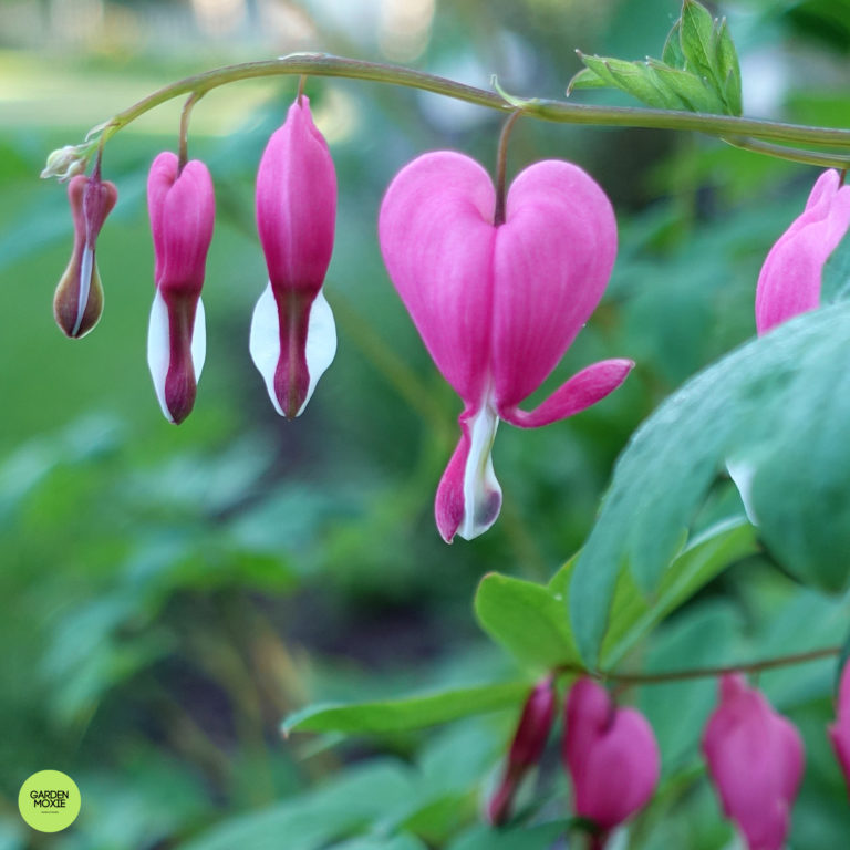 2020 Garden Year In Review