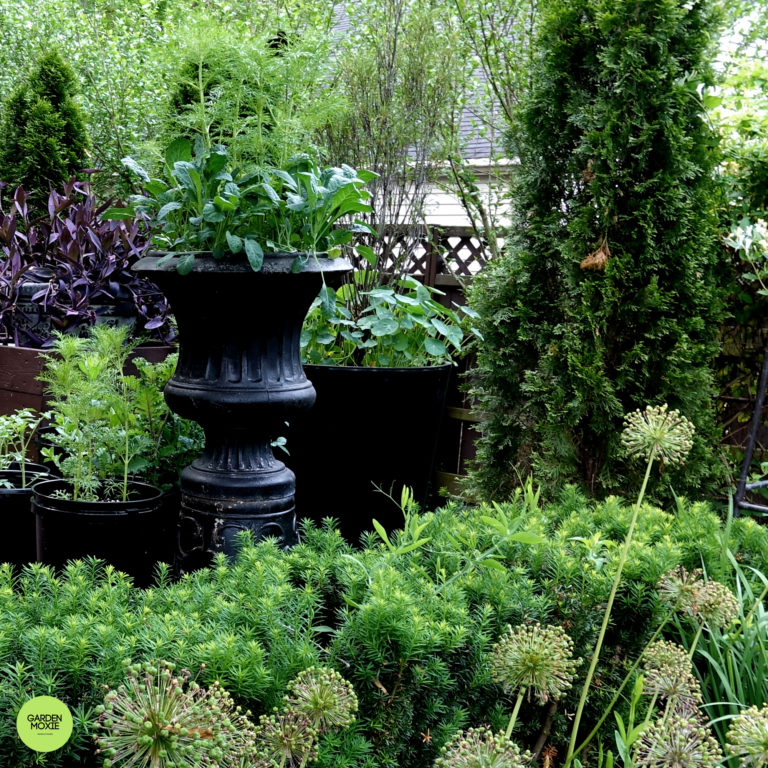 Container Garden Ideas to Save Money