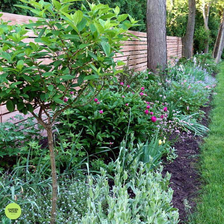 The Perennial Border Update
