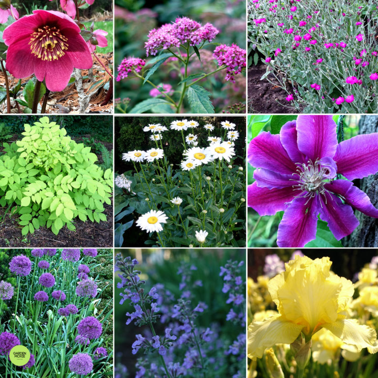 10 Amazing Deer-Resistant Plants for Your Garden
