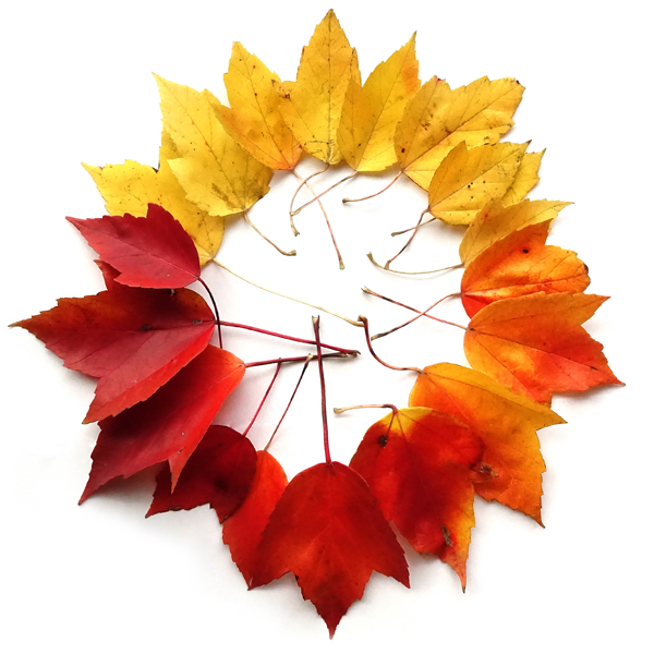 Day59 leaf gradient circle 600px 1