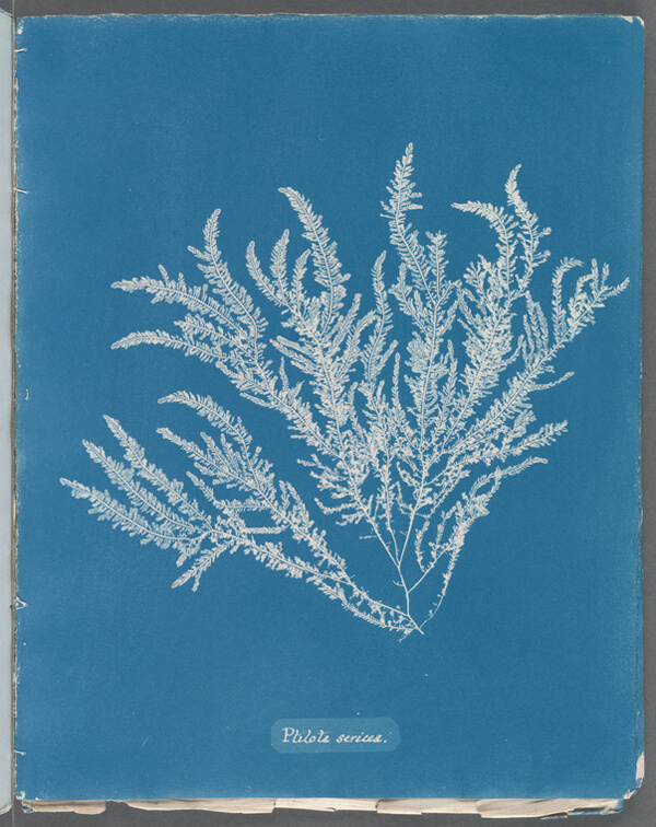 nypl.digitalcollections.510d47d9 4a5b a3d9 e040 e00a18064a99.001.w600px compressed 1