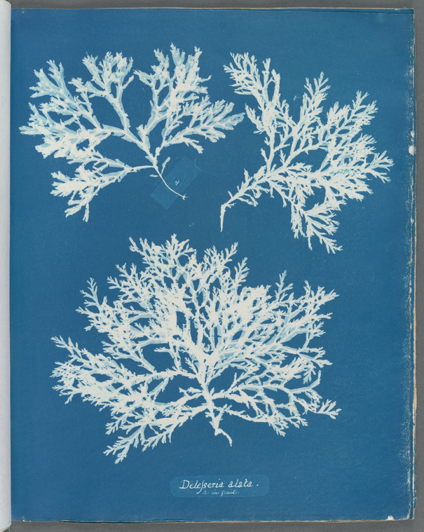 nypl.digitalcollections.510d47d9 4b02 a3d9 e040 e00a18064a99.001.w