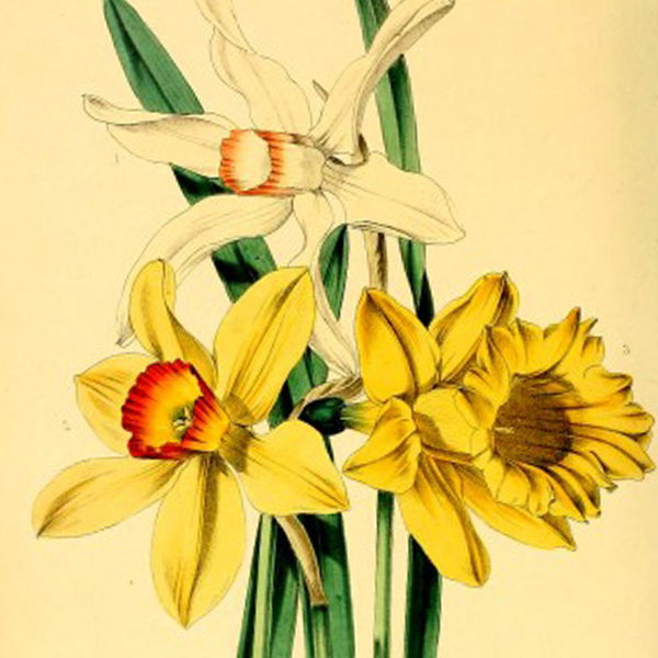 antique botanical daffodil print