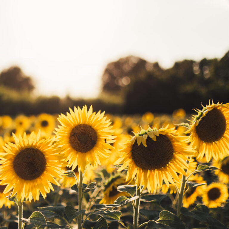 Planning Your 2021 Garden
