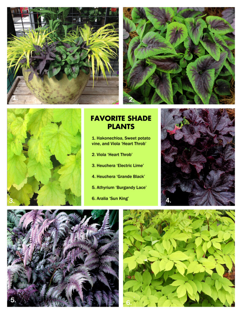 Purple chartreuse shade plants terra nova nurseries