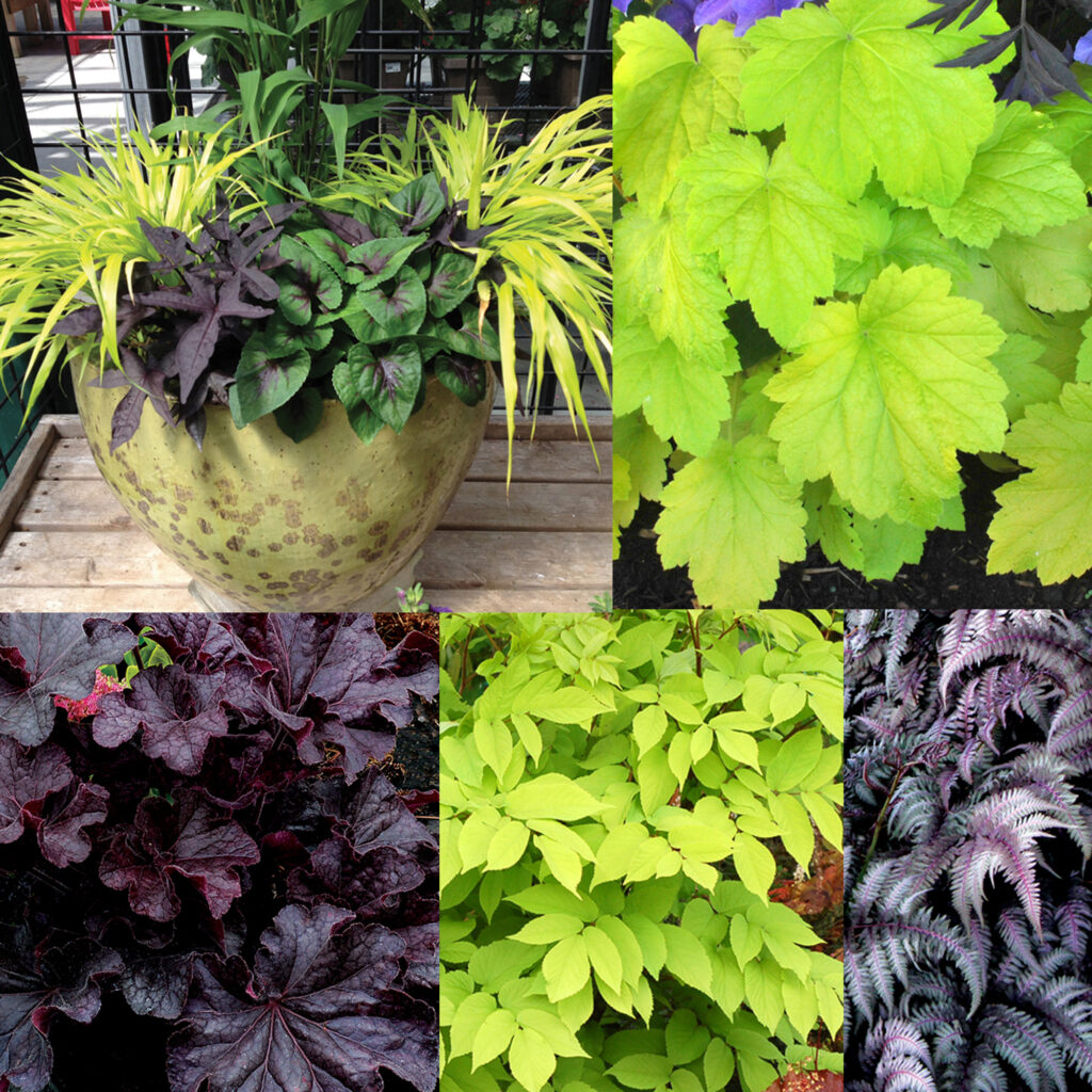 Shade plant collage 2000px 1
