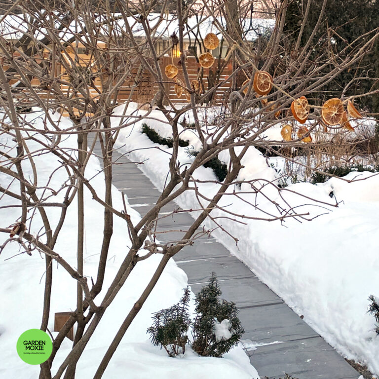 The Inspired Winter Garden