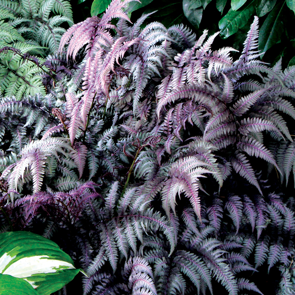 6 Amazing Shade Plants