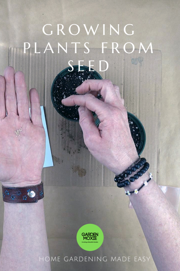 Planting tomato seeds