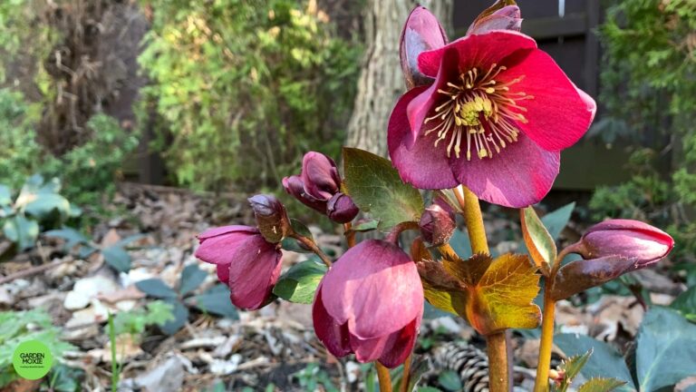 The Beautiful Hellebore