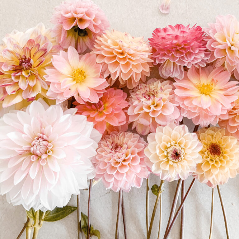 Grow Amazing Dahlias