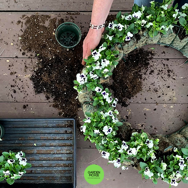 How To Make a Living Wreath