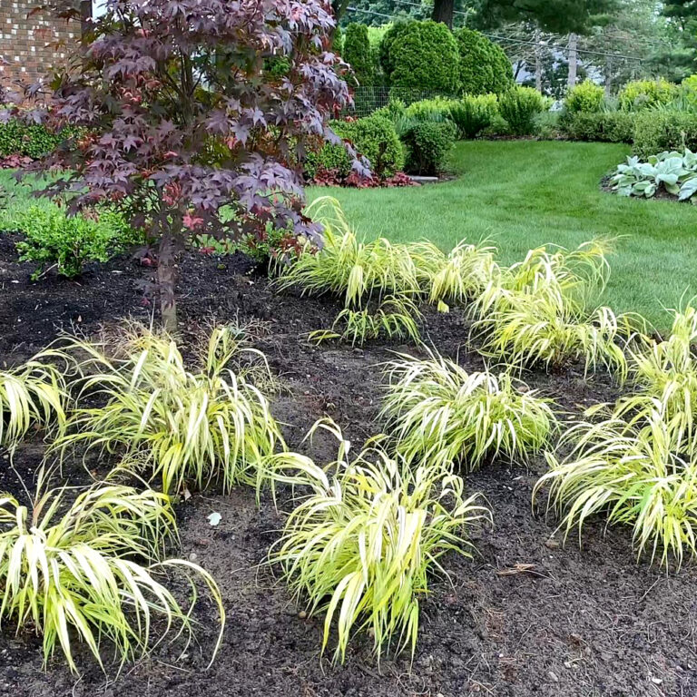 Image of the newly installed plants in the island border