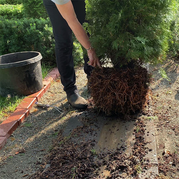 Planting an arborvitae