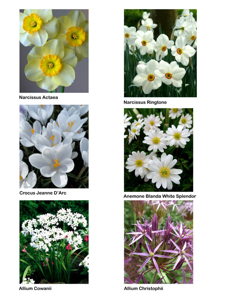 pring Bulbs 2021