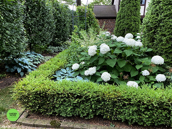 annabelle hydrangeas