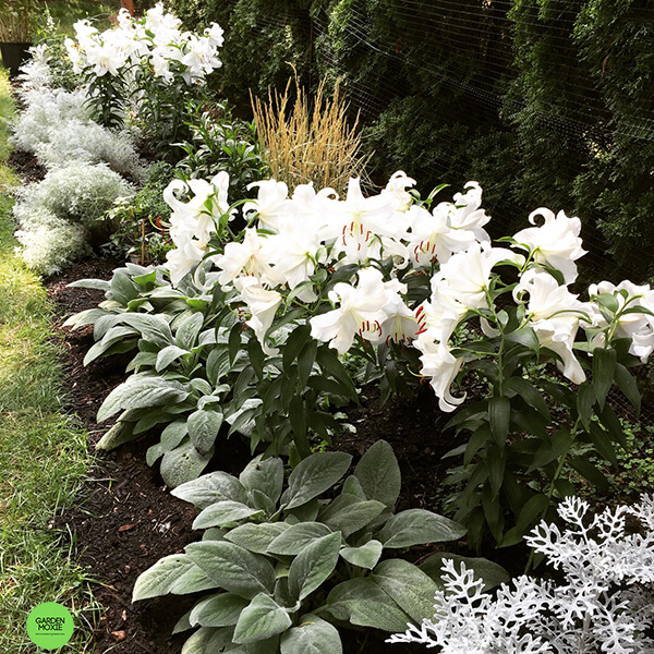 Shade Gardening – How To Create a Beautiful Shade Garden