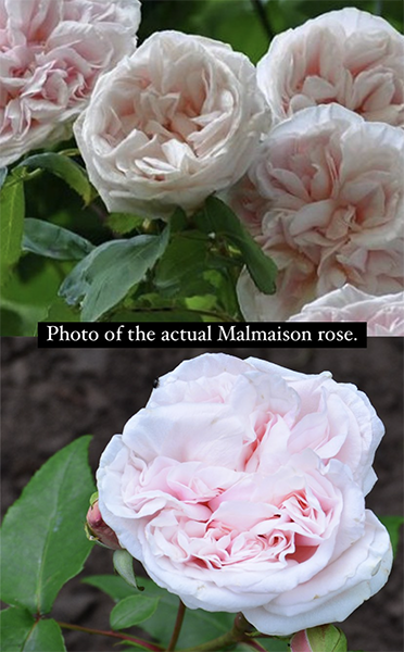 Malmaison rose 1