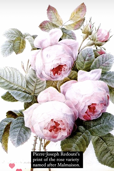 Malmaison rose 2
