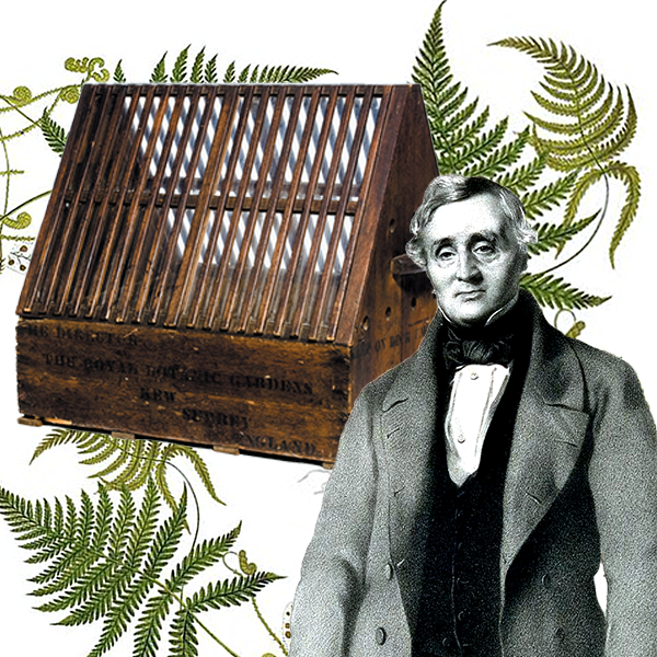 Nathaniel Bagshaw Ward inventor of the Wardian Case