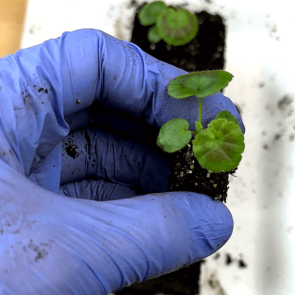 Geranium seedling growing in soil block