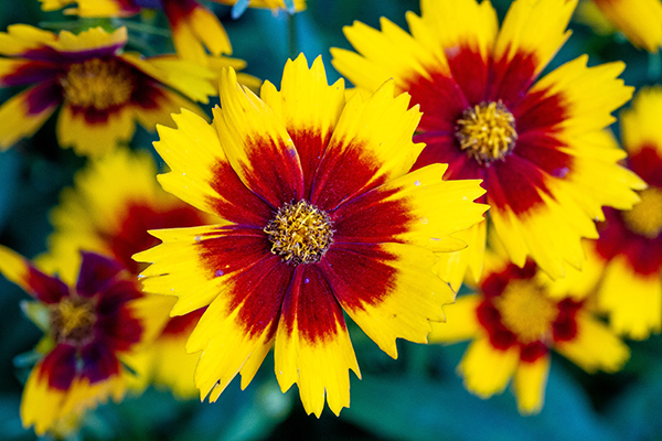Coreopsis flowers