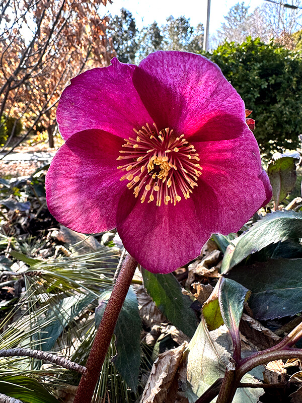 Helleborus 'Madame Lemonnier' blooming in my garden on March 21, 2023